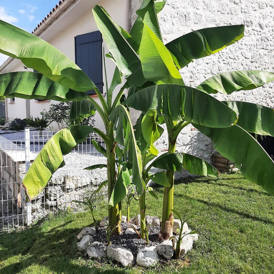 Le Domaine Vesque Villa Saint-Pierre-de-Clairac Eksteriør bilde